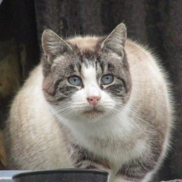 AIDER NOUS A SAUVER DES VIES